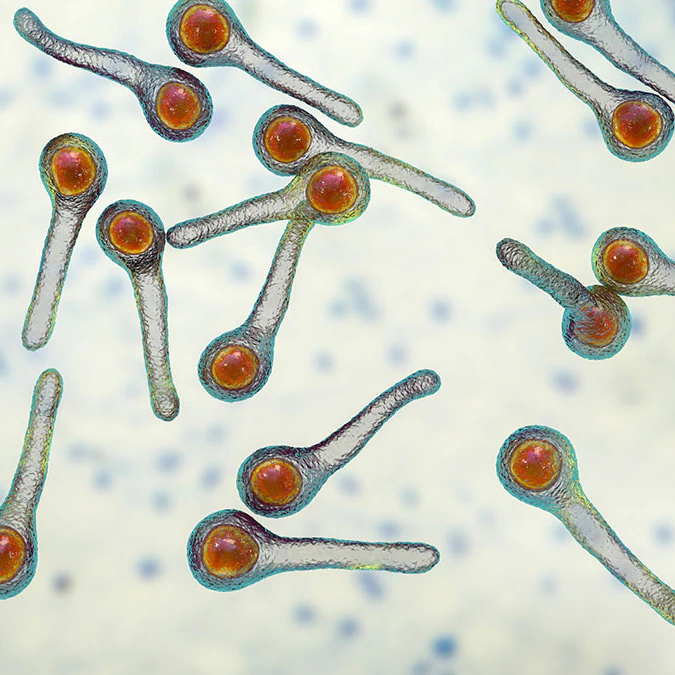 tetanusbacteria